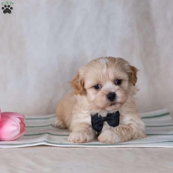 Calvin, Teddy Bear Puppy